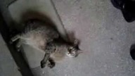 Gatto Fred