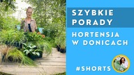 #Shorts Hortensja w donicach.  Jak uprawiać hortensję na balkonie
