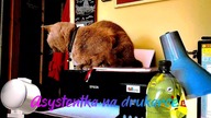 Asystentka
