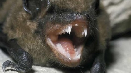 Ciekawski nietoperz got&oacute;w do ataku lub pracy - Bat Attack in work