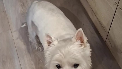  #dogsofyoutube #dogshorts #dogs #westhighlandwhiteterrier #shorts