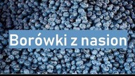 Jak wyhodować borówki z nasion oraz uprawa borówki czarnej/leśnej.