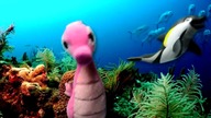 Konik Morski i Orka - Baw się z nami