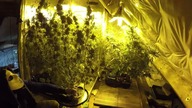Hydro Zagadka uprawa indoors - podstawy
