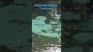 Niebieskie Źródła - Tomaszów Mazowiecki #polska #niezwykłe #niebieskiezrodla #shorts