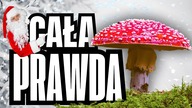 MUCHOMOR I MIKOŁAJ - CO ICH ŁĄCZY? WSZYSTKO O AMANICIE