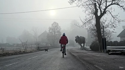Jaszczurki zimą śpią