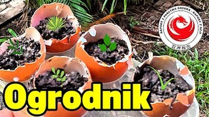 Sadzenie roslin z pestek w skorupkach od jajek