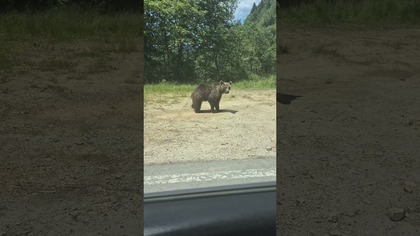 Niedźwiedź przy drodze.  #autostop #podróże #travel #travelvlog #vlog
