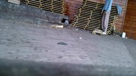 measured (50inch)127cm low box depth jumps. wmv
