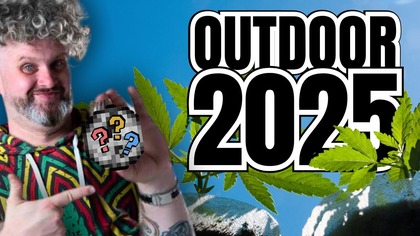 DLACZEGO NIE ZROBIĘ JUŻ CALIBOXA? PESTKI ROLLMOPSA