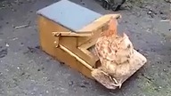 Jak wytresować kury