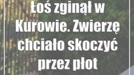Łoś zginął w Kurowie.  Zwierzę chciało skoczyć przez płot