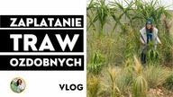 Trawy ozdobne- zaplatanie przed zimą .  Pomysły na zaplatanie, związywanie traw ozdobnych w ogrodzie