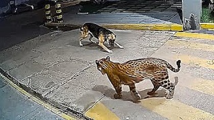 Kiedy Zwierzęta Zadarły z Niewłaściwym Przeciwnikiem