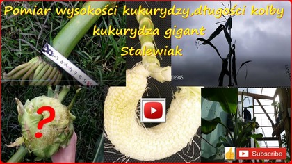 #312-Cz. 5-Pomiar wysokości kukurydzy i długości kolby kukurydza gigant Stalewiak