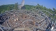 Jastrząb porywa młodego Rybołowa !!! Tragedia