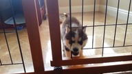 Husky prosi o wolność