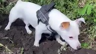 Piesek; ma na imię Biały , uratowany z pod rosyjskich bomb.
