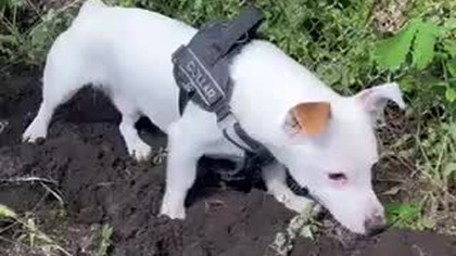 Piesek; ma na imię Biały , uratowany z pod rosyjskich bomb.