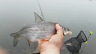 Wędkarstwo spławikowe | Wisła łowienie ryb i Wiślana Certa | Zima nad rzeką