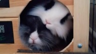 Cute bunnies #reels #shorts #daily #bunny #cute #pets #hairstyle #fyp #beauty #sweet #animals