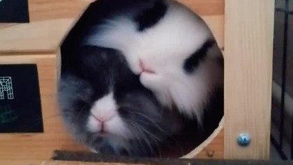 Cute bunnies #reels #shorts #daily #bunny #cute #pets #hairstyle #fyp #beauty #sweet #animals