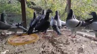 Team Cieszyk i Fus Accipiter atakuje bezskutecznie, prezentacja późnych młodych w rozpłodzie itp..