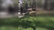 LiveLeak - Deer attacks a zoo keeper
