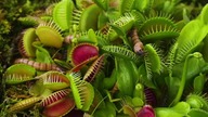 The Large Venus Flytrap VS a Mantis