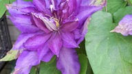 Clematis DANIEL DERONDA #clematisy
