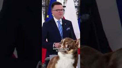 HIT.  HOŁOWNIA SKAMLE JAK CHIHUAHUA.  MARSZAŁEK ODPOWIADA NA SŁOWA MENTZENA