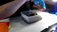 Blaptica dubia nowe lokum dla karmowki