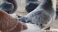Racing pigeons from well-known top breeders.  Bricoux, Aarden and Morsnowski Bernd, Braakhuis.