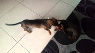 Zabawa jamników Bax & Beti