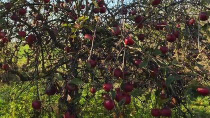 zapraszamy na samozbiór