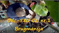 Odc-580 Cz.  nr. 1 Zaczynam uprawę Brugmansji, jaka ziemia, jaki nawóz, zeberki 2019r.