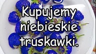 Kupujemy niebieskie truskawki, tęczowe pomidory i żółte borówki.
