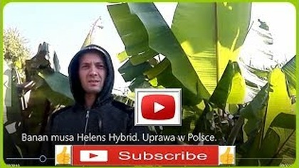 #299- Banan Musa Helens Hybrid.  Jadalne banany.  Uprawa w Polsce
