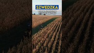 Sydkustleden - świetna trasa rowerowa wzdłuż Szweckiego Bałtyku 