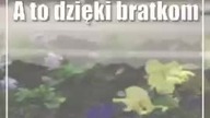 Świdnik: Świdnik nabrał kolorów (foto)