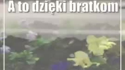 Świdnik: Świdnik nabrał kolorów (foto)