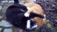 Kung Fu Kot vs Ninja Kot