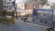 LiveLeak - Monkey catcher