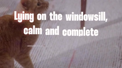 The Cat Just Knows  #deephouse #newsong #shorts #makemylyricsmove #summertrack