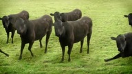 Cows cows cows