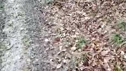 Niedziela Spacerowa - leśna, błotna, wesoła! Rubik i Sarmata w trasie! Q&A z lasu! Wędrówka!