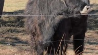 Szybka zmiana kwatery #3stado #baski #highlandcattle #szkockiekrowy