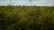 Pachnidło [PREMIERA] - S01E06 [PL][HD]