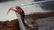 Karmienie Nerodia fasciata oraz MRÓWEK!